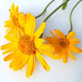 Arnica Montana Extract